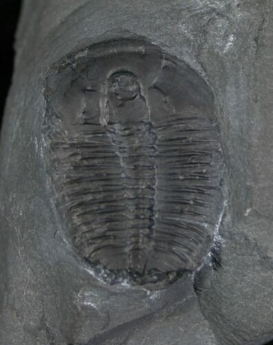 Elrathia Trilobite In Matrix - Utah #6733